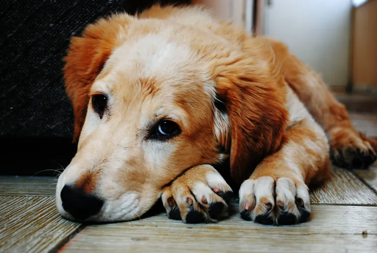 Perro echado en el suelo con mirada cansada