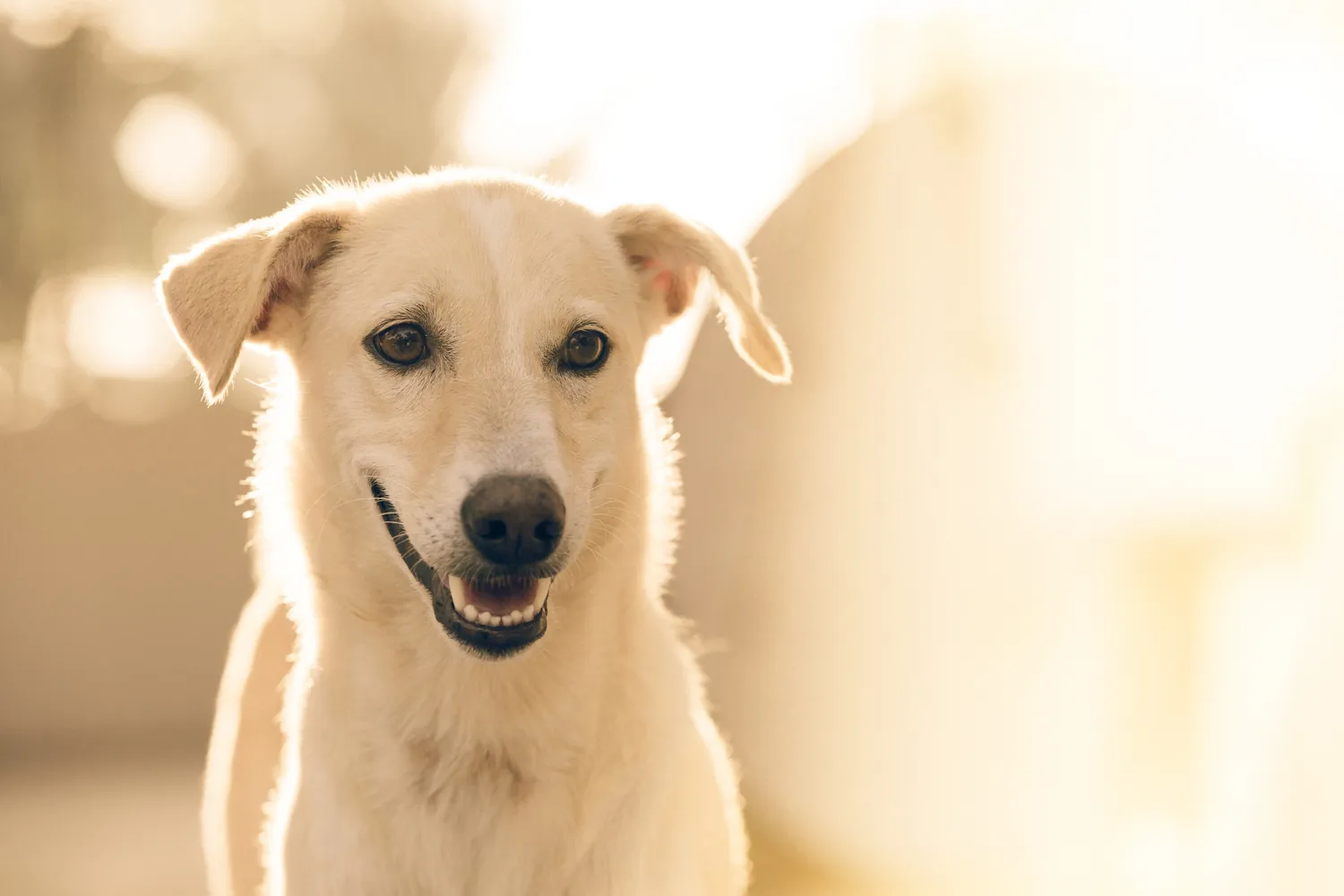 Perro mestizo de pelo claro sonriendo bajo la luz de la tarde