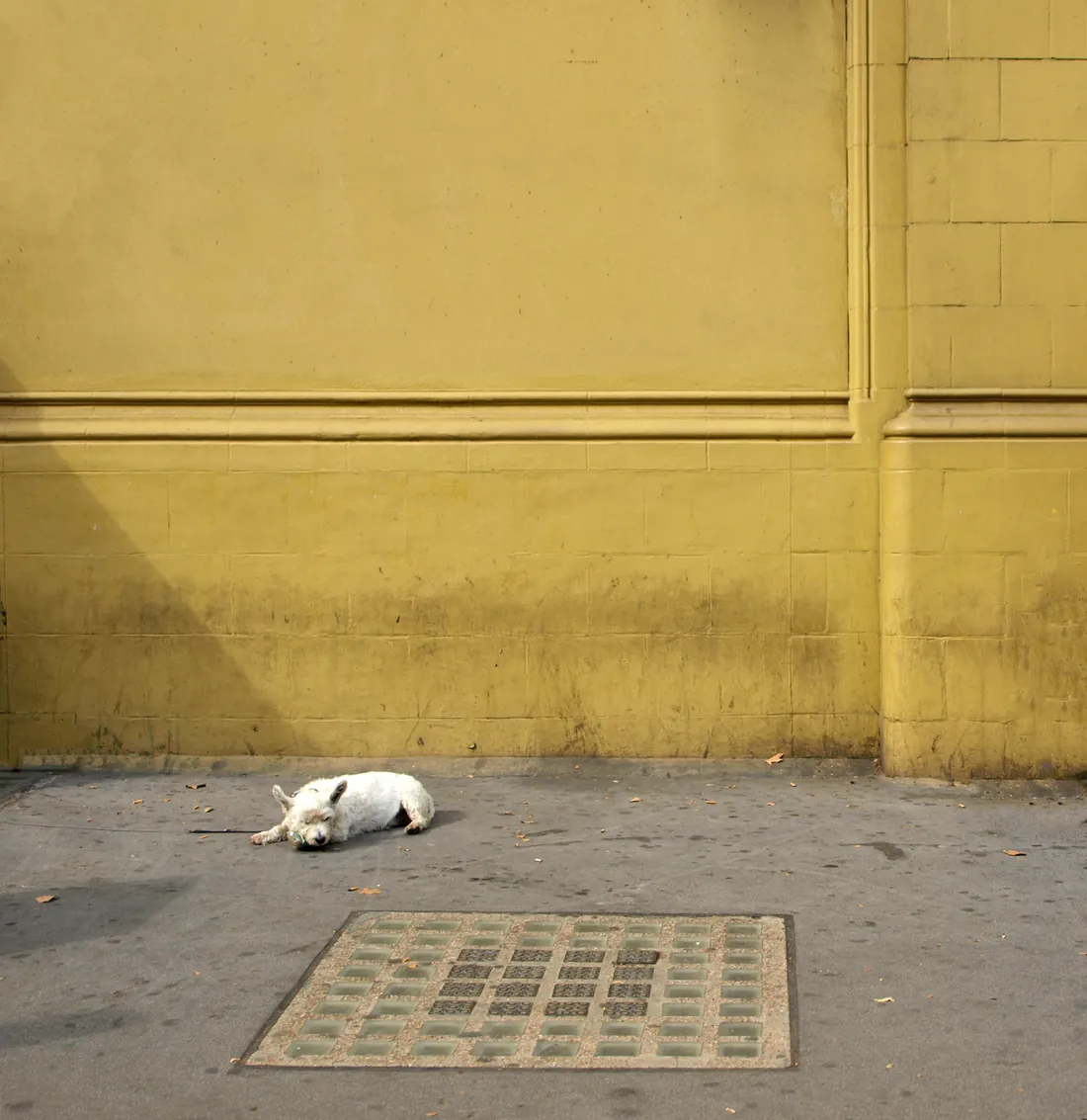 Perro pequeño de pelo blanco echado solo en la banqueta junto a un muro amarillo