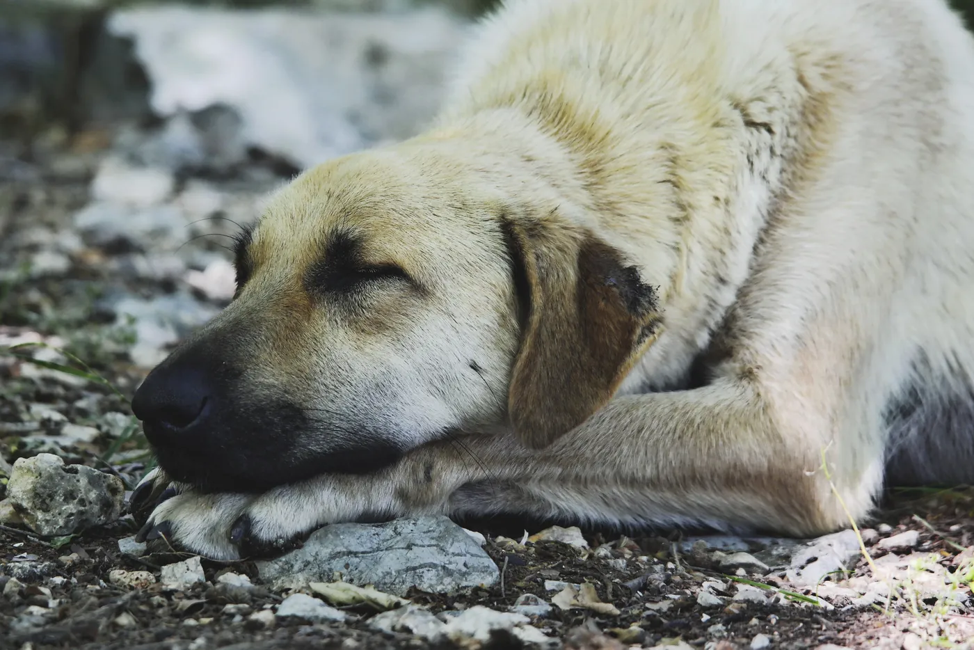 Perro de la calle echado sobre piedras, mirando a la cámara