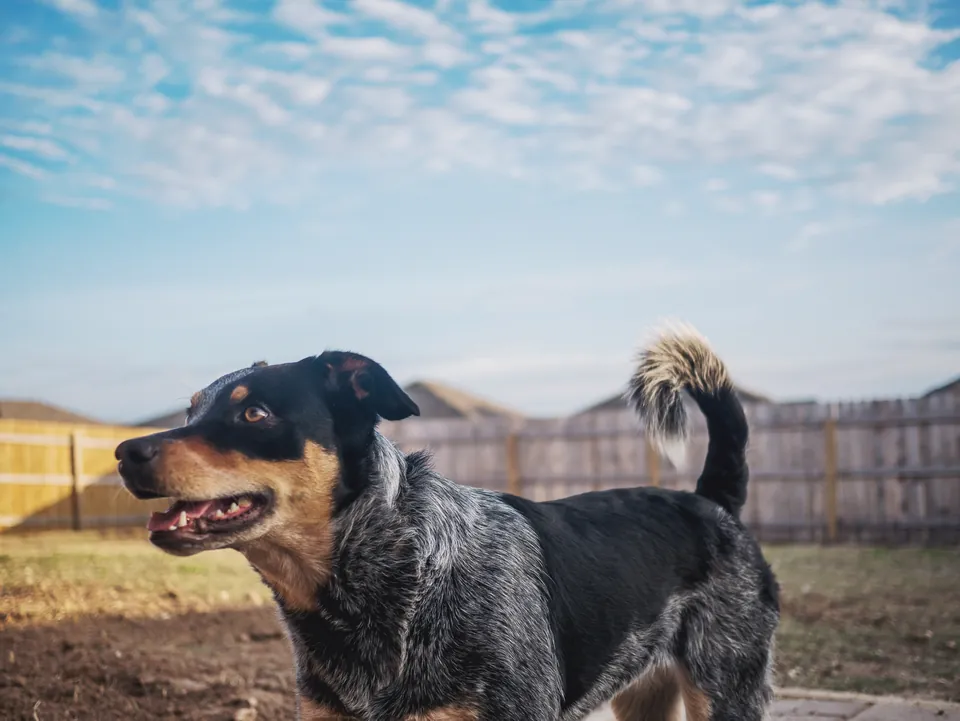 Bruno, perro mestizo moteado de gris y negro, junto a una cerca