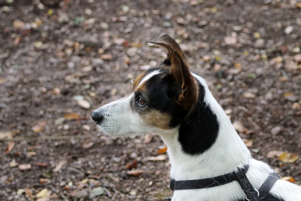 Chispa, perro chico blanco con manchas negras, sentado sobre grava