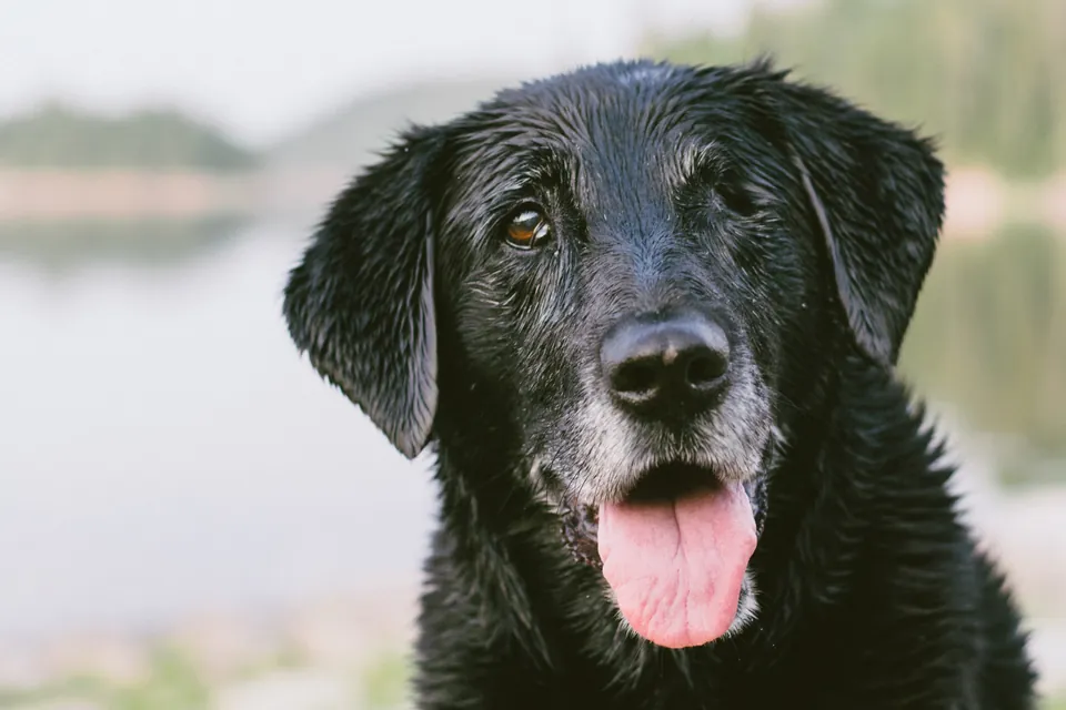 Don Toño, perro negro de edad avanzada con hocico canoso
