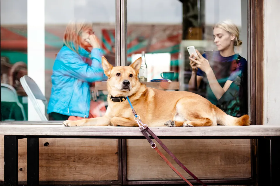 Perro adoptable descansando en la terraza de una cafetería