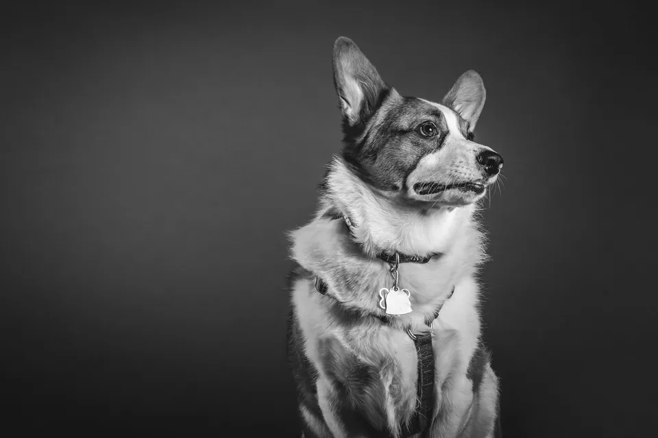 Retrato en blanco y negro de un perro, estilo fotografía de estudio